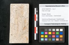 Foto (Objekt + Etikett) von Olea noti Unger (NHMW-GEO-2024-0188-8149)